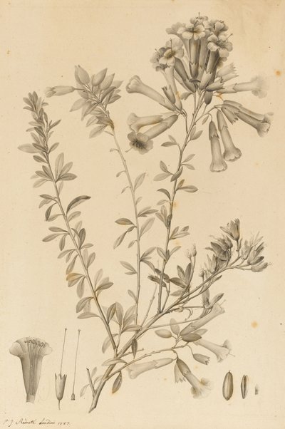 Periphragmos Species by Pierre Joseph Redouté